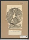 Auliscus samaruensis Grove et Sturt. (de-Toni-Nr.: Genus 171, Species 4369) Zeichnungen Sammlung Grunow Nr. 7938 (NHMW-BOT-W0377217)